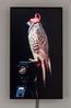 Female Gyr-Prairie Falcon Shumla by Diana Thater contemporary artwork Moving Image