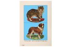 Cat and Dog by Peter Blake contemporary artwork Print