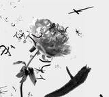 Grain Rain Series-Flower with Flying Text 5 by Hung Keung contemporary artwork moving image