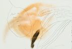 Bajo los parpados III by Magali Lara contemporary artwork Works on Paper