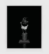 Magpie Camera II by Sarah Jones contemporary artwork photography