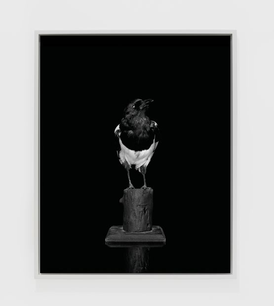 Magpie Camera II by Sarah Jones contemporary artwork Photography