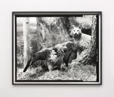 First beast by Gerard Byrne contemporary artwork photography
