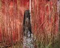 Kefa Gambier Ohio by Rania Matar contemporary artwork Photography
