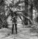 Vegetation by Simryn Gill contemporary artwork photography