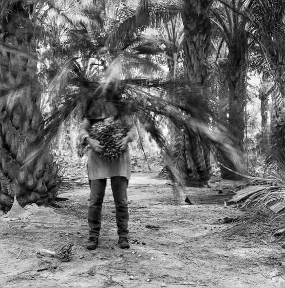 Vegetation by Simryn Gill contemporary artwork Photography