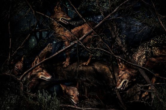 Canis mesomelas Namibia by Mario Testino contemporary artwork Photography