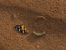 Painted Lady Butterfly Wing with a Caterpillar Morocco by Lucas Foglia contemporary artwork Print