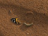 Painted Lady Butterfly Wing with a Caterpillar Morocco by Lucas Foglia contemporary artwork print