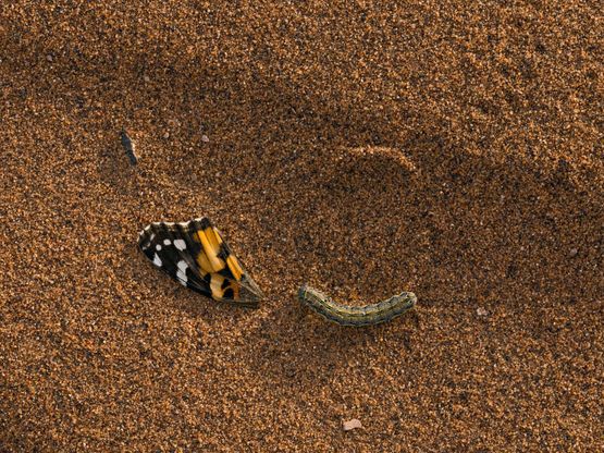 Painted Lady Butterfly Wing with a Caterpillar Morocco by Lucas Foglia contemporary artwork Print