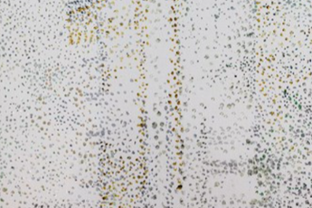 Reena Spaulings contemporary artist