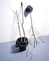 A Strange Respectable Dirty and Weird Ending by Chen Xiaoyun contemporary artwork photography