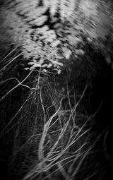 Nocturnal Assembly 4 by Anne Noble contemporary artwork print