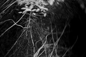 Anne Noble