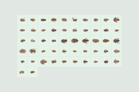 Spotted Tree Frogs Polypedates megacephalus collected in a single night by Robert Zhao Renhui contemporary artwork Photography