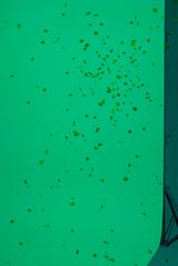 If We Delete Green If We Start to Care About Plants No. 4 by Ma Haijiao contemporary artwork print