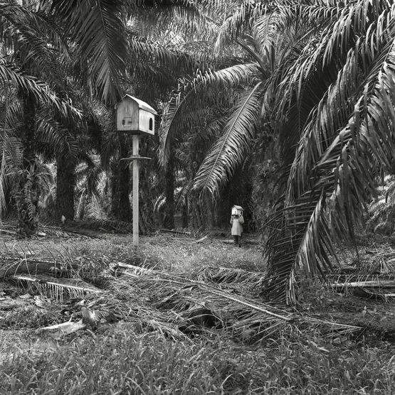 Vegetation by Simryn Gill contemporary artwork Photography