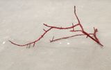 Swelter by Tyne Gordon contemporary artwork sculpture