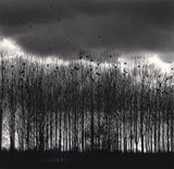 Nesting Colony Bourgogne France by Michael Kenna contemporary artwork photography