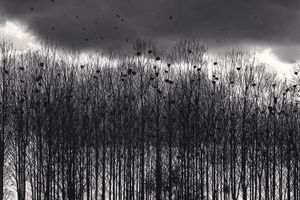 Michael Kenna