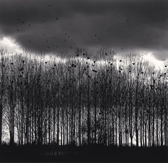 Nesting Colony Bourgogne France by Michael Kenna contemporary artwork Photography