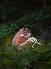 Quiet appreciation by Abdul Abdullah contemporary artwork Painting