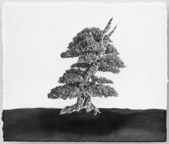 Bonsai Series III - I  III - I by Charwei Tsai contemporary artwork Painting