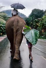 A young man walks next to an elephant Kandy Sri Lanka by Steve Mccurry contemporary artwork photography