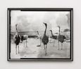 Second beast by Gerard Byrne contemporary artwork Photography