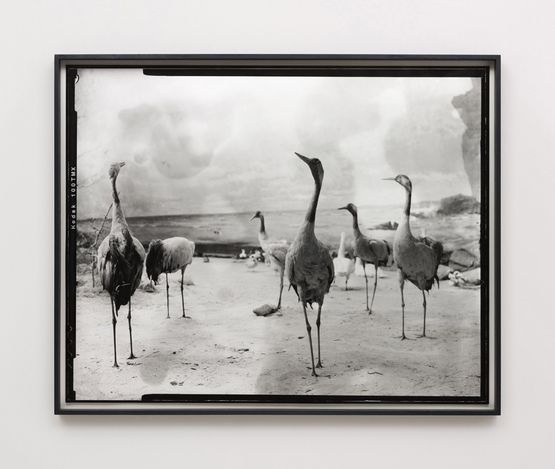 Second beast by Gerard Byrne contemporary artwork Photography