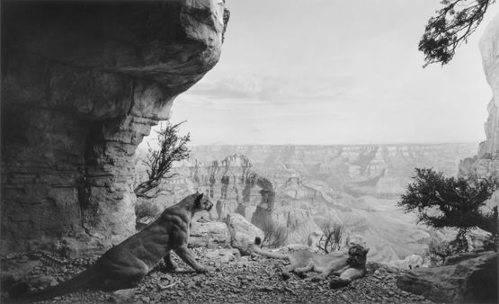 Mountain Lion by Hiroshi Sugimoto contemporary artwork Photography