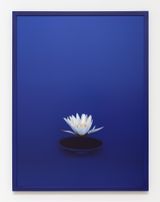 Lotus Bowl by Sarah Charlesworth contemporary artwork photography