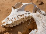 Painted Lady Butterfly in a Camel Skull Jordan by Lucas Foglia contemporary artwork print