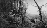 Leopard-Bush Pig by Hiroshi Sugimoto contemporary artwork photography