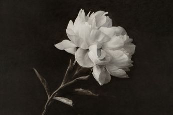 Don Brown contemporary artist