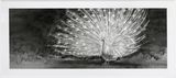 The White Peacock NMW by Hans Op De Beeck contemporary artwork works on paper