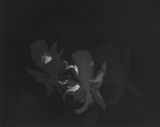 Untitled by The Estate Of Anwar Jalal Shemza contemporary artwork photography