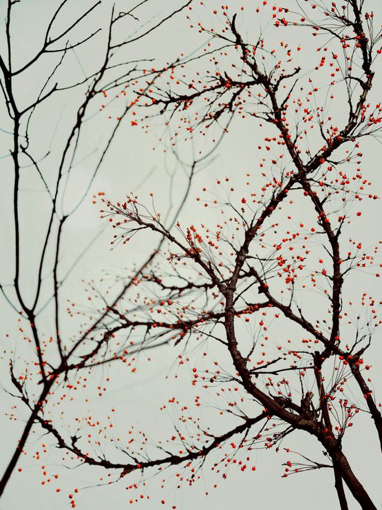 The Other Day M III by Sonja Braas contemporary artwork Photography
