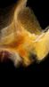 Reckoning by Shahzia Sikander contemporary artwork Moving Image