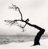 Kussharo Lake Tree Study 15 Kotan Hokkaido Japan by Michael Kenna contemporary artwork Photography