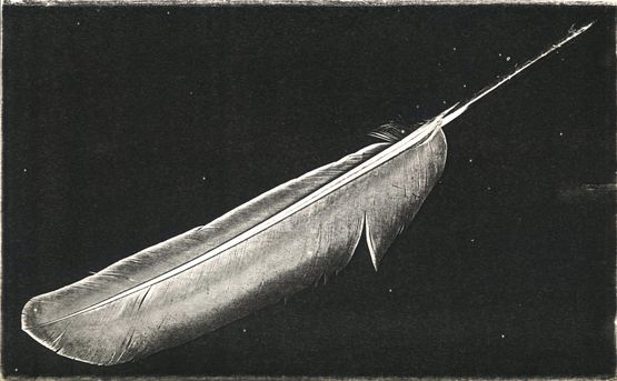 Untitled feather by Pati Hill contemporary artwork Print