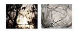 2nd Climate Insects Awakening by Chu Chu contemporary artwork photography works on paper