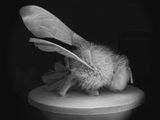 Dead Bee Portrait 15 by Anne Noble contemporary artwork photography