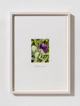 untitled by Danh Vo contemporary artwork photography print works on paper