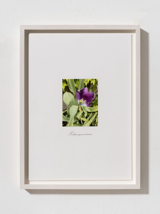 untitled by Danh Vo contemporary artwork Works on Paper