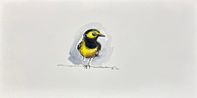 Hooded Warbler by Summer Mei-Ling Lee contemporary artwork Works on Paper