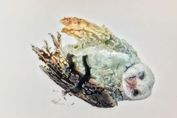 Contemporary art exhibition Ida Applebroog Applebroog Birds at Hauser  Wirth New York 22nd Street United States