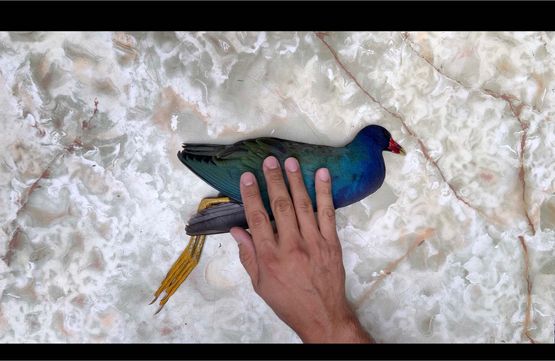 Tingua by Larry Munoz contemporary artwork Moving Image