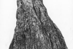 Charwei Tsai