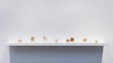 crustatesta  littoral shellworks by Rosemary Laing contemporary artwork sculpture
